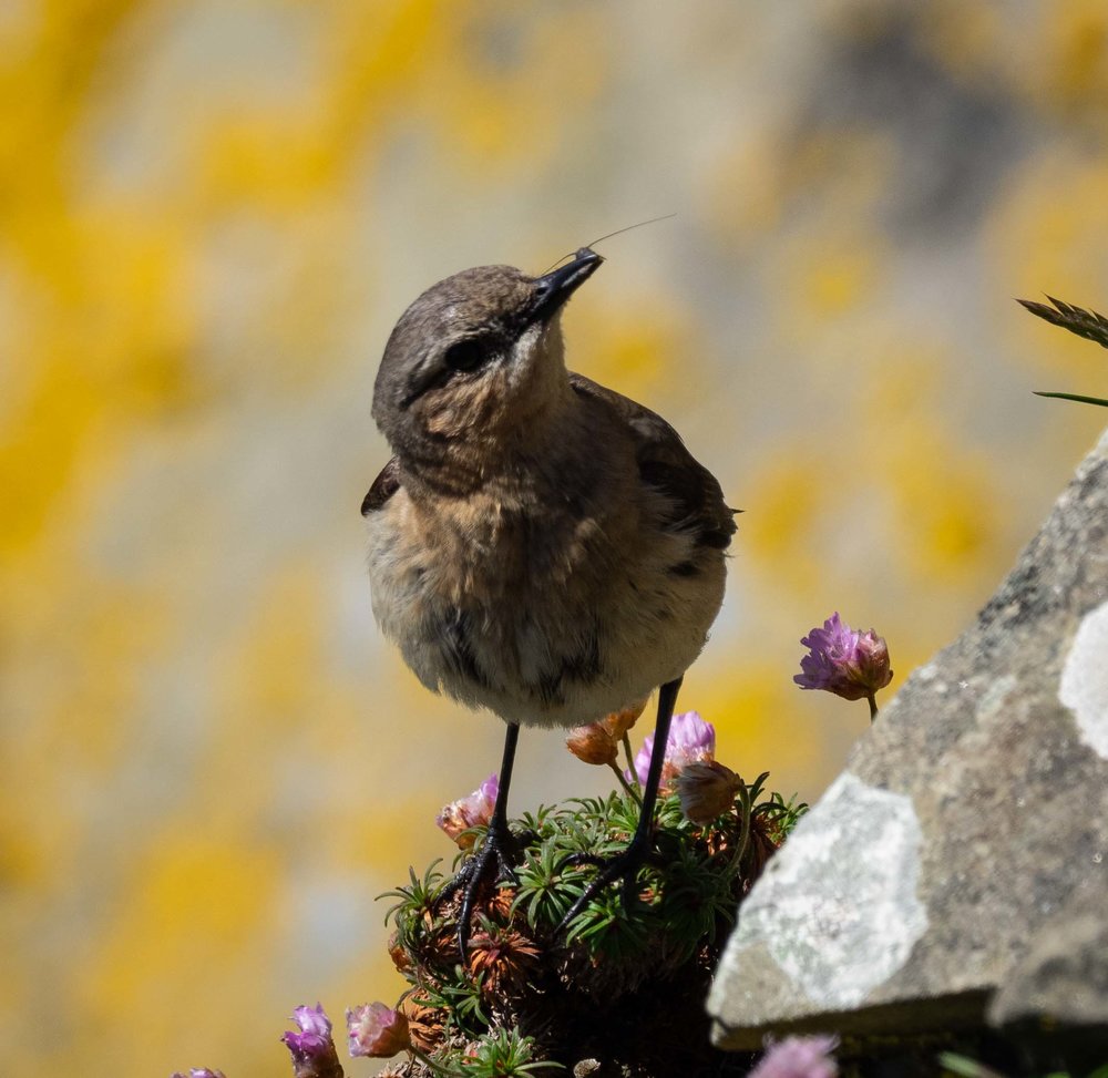 Northern Wheatear (female)