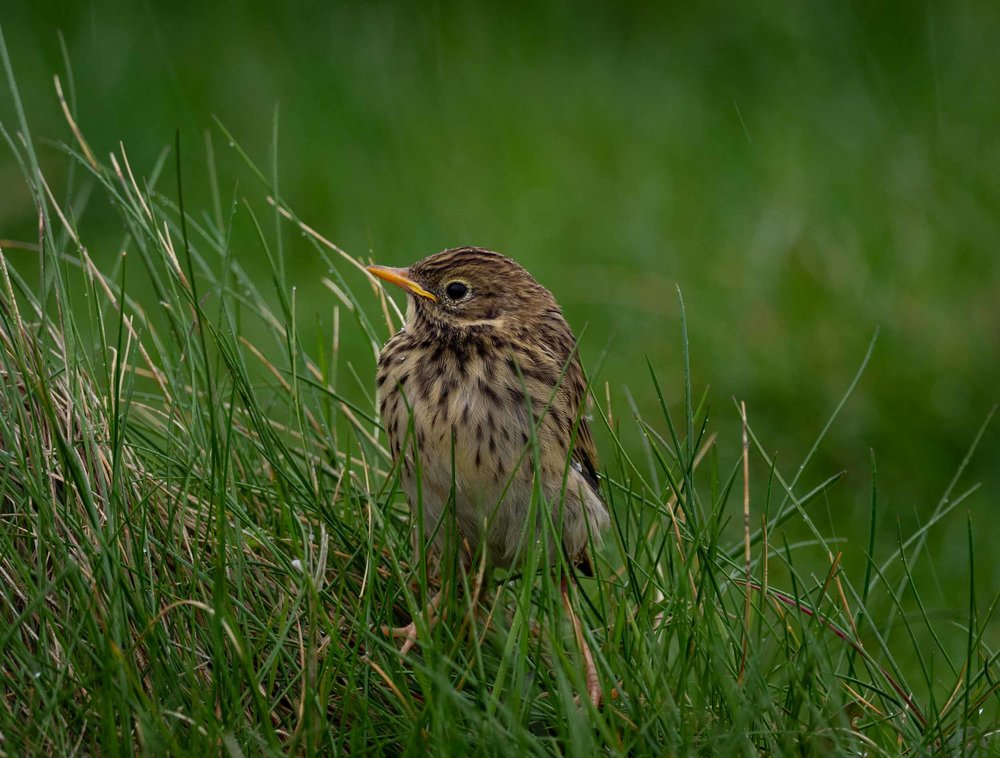 Meadow Pipit (fledgling)