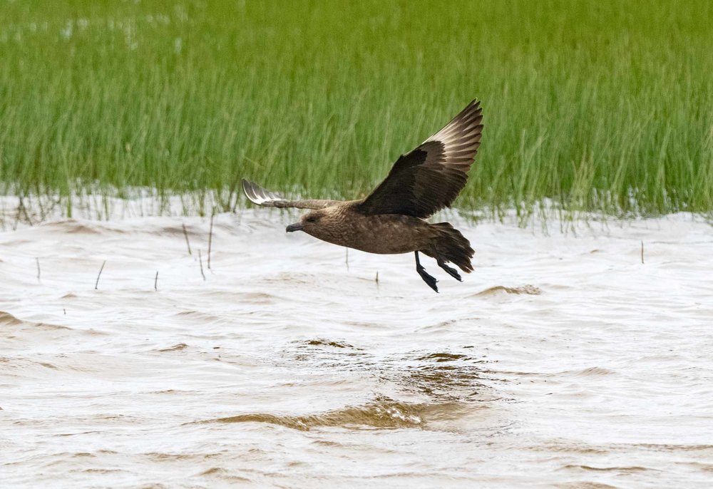 Great Skua (or Bonxie)