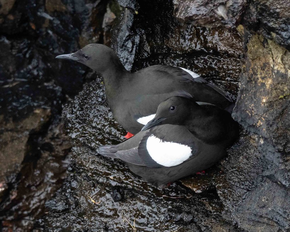 Black Guillemot (or Tystie)