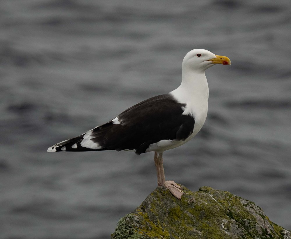 Great Black-backed Gull