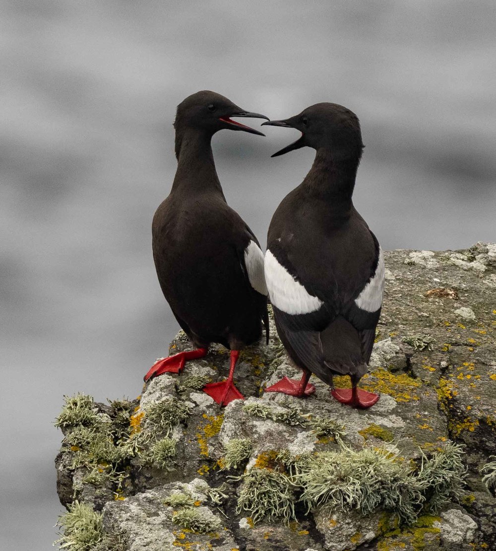 Black Guillemot (or Tystie)