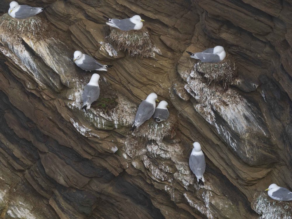 Kittiwakes