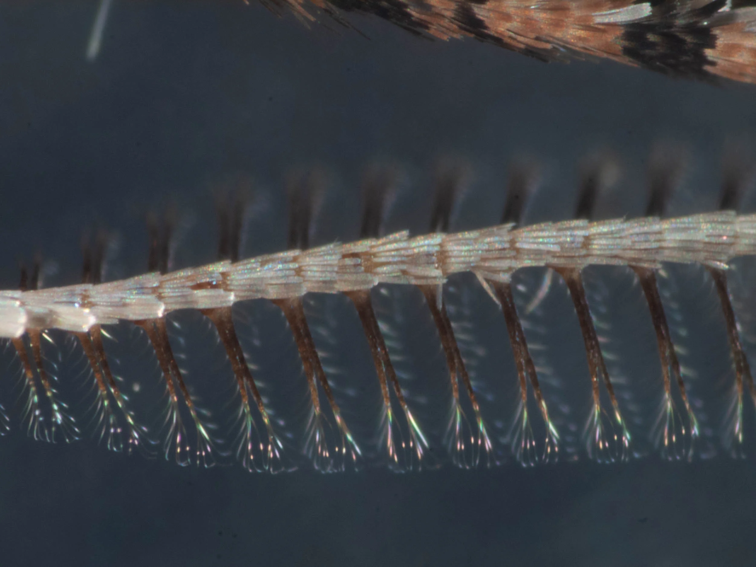 detail of antenna of male Thick-lined Bark Moth Didymoctenia exsuperata