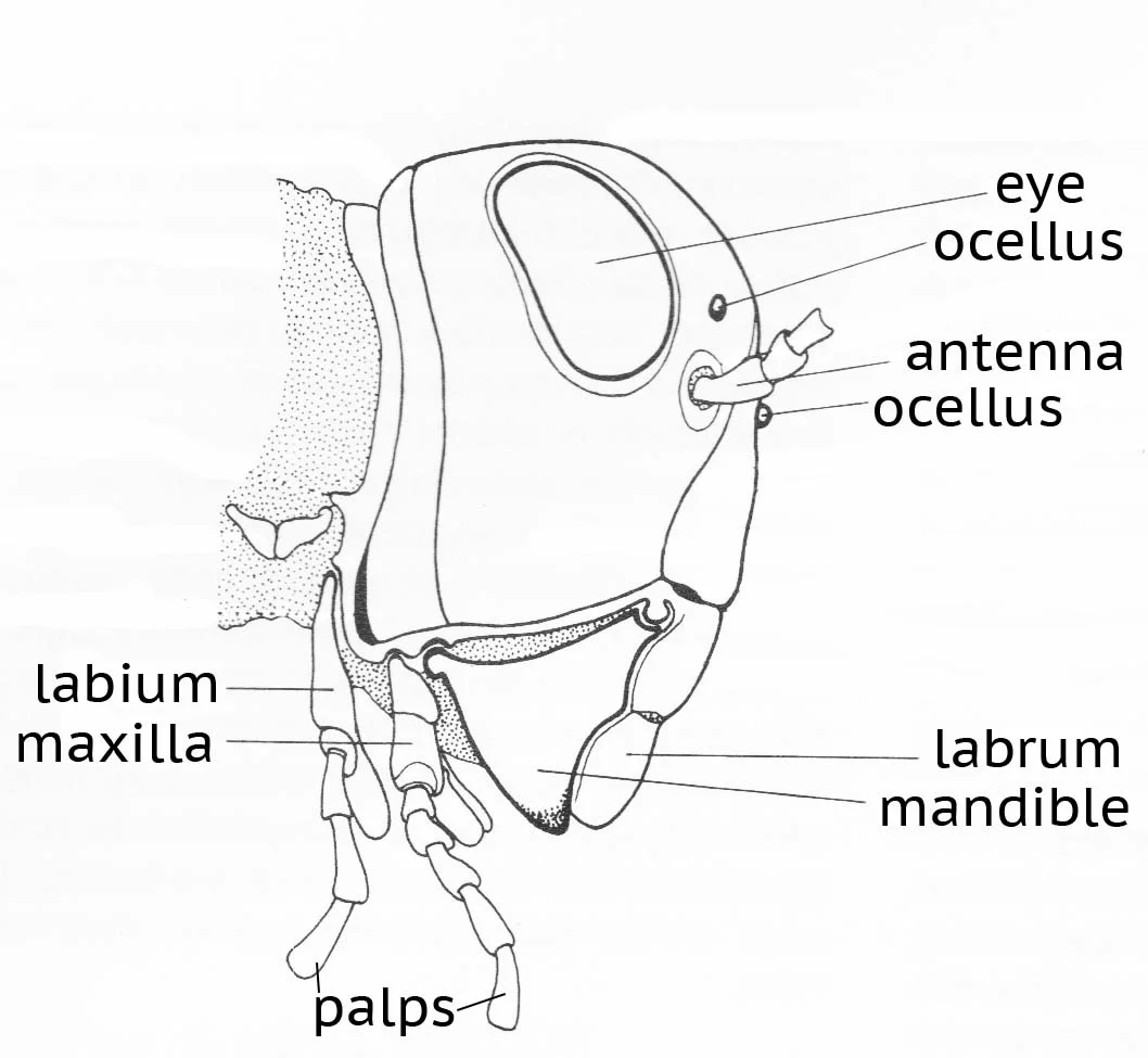 the ‘generic’ set of insect mouthparts illustrated by the grasshopper - modified from Fig. 1.4 in The Insects of Australia. 2nd ed. CSIRO.