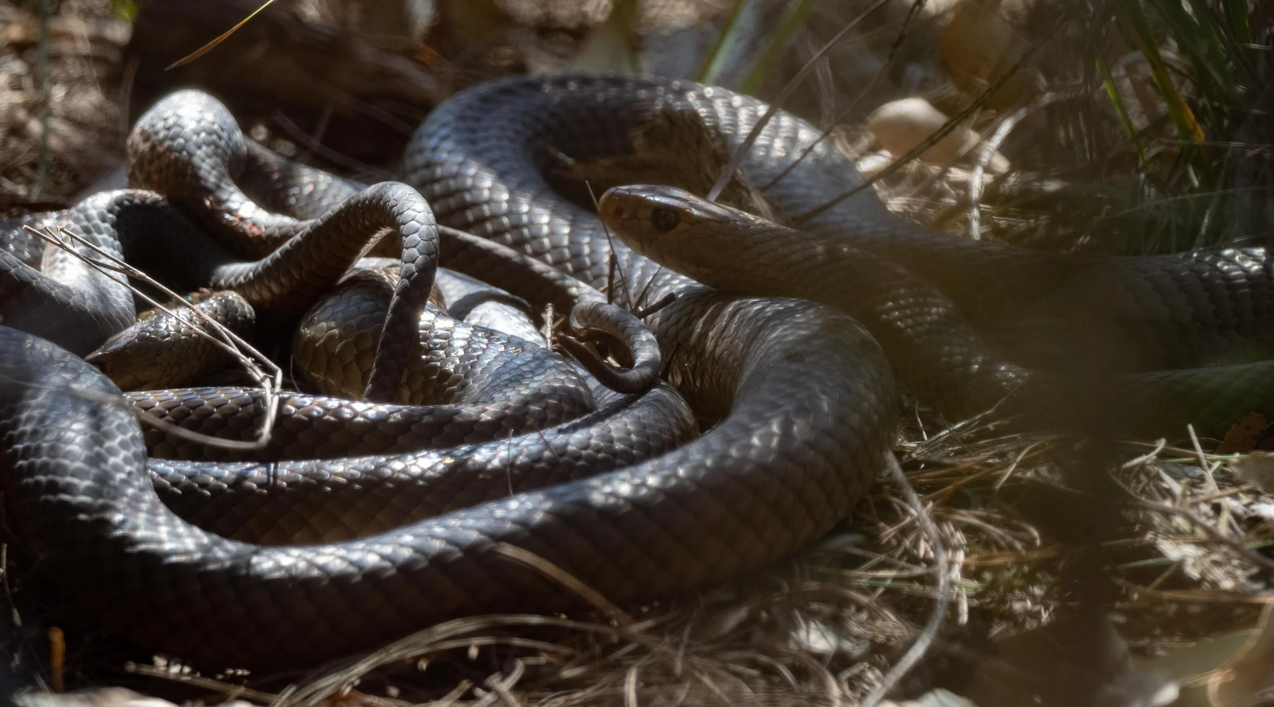 Two heads, two tails … two rather sizeable snakes