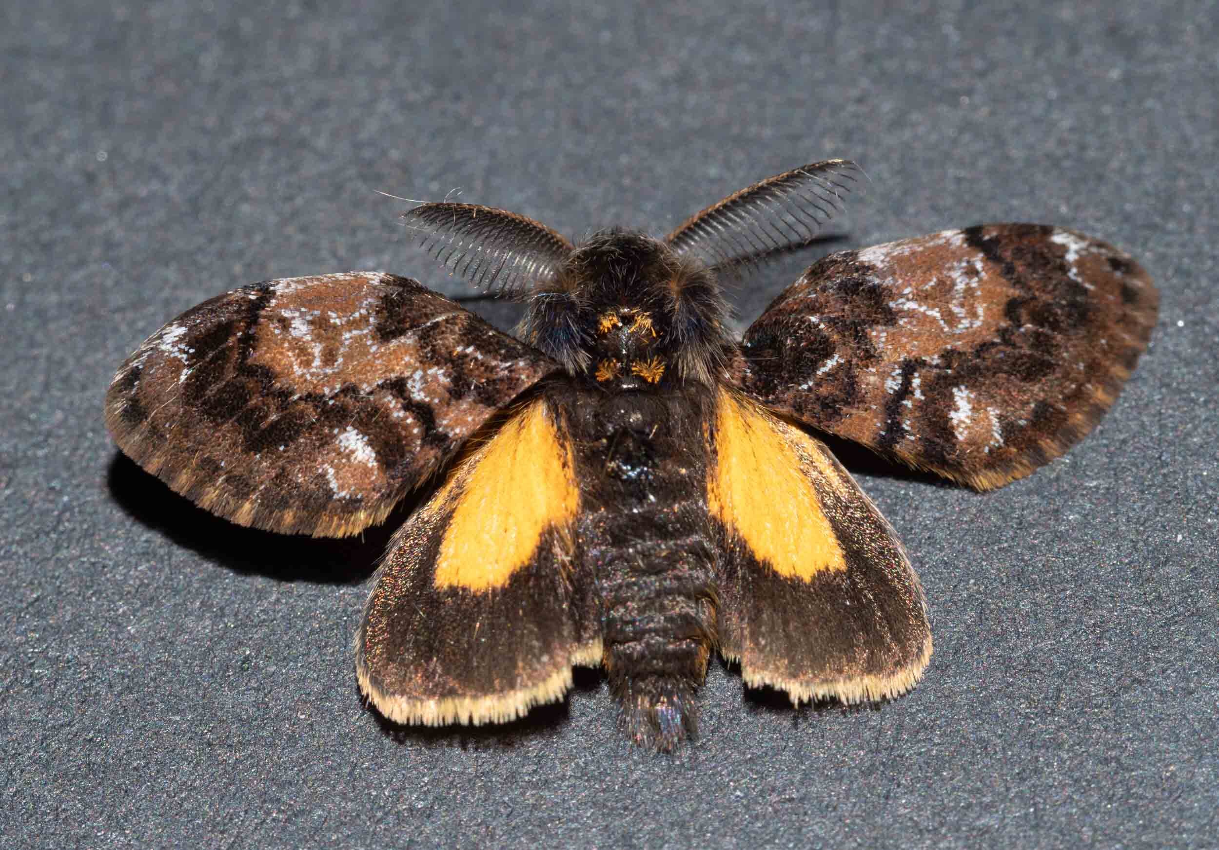 dorsal view of adult freshly eclosed