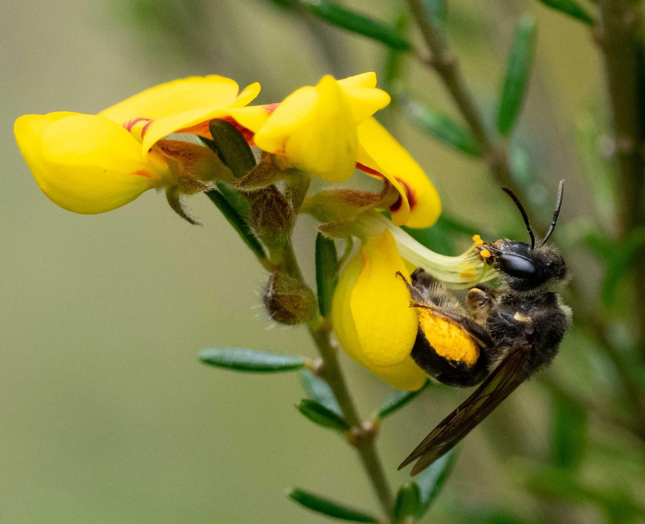 Bees and peas