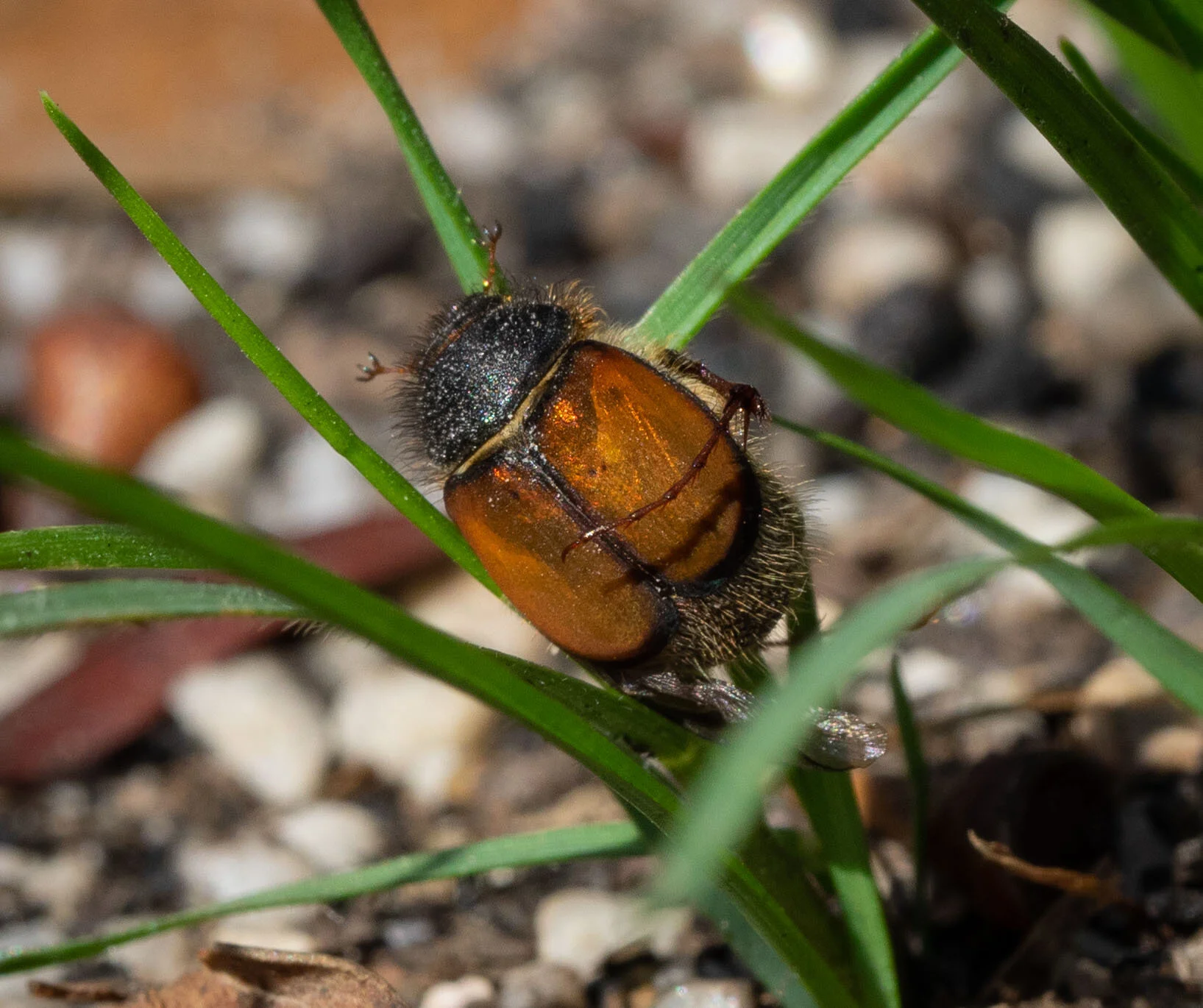 chafer (beetle)