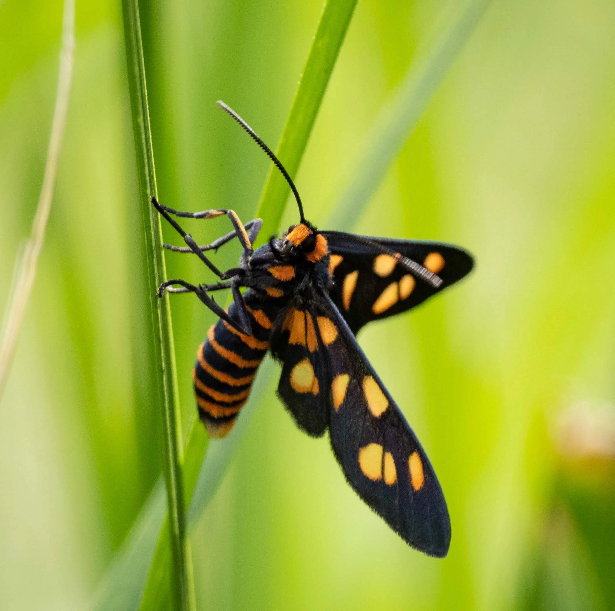 Tiger moth