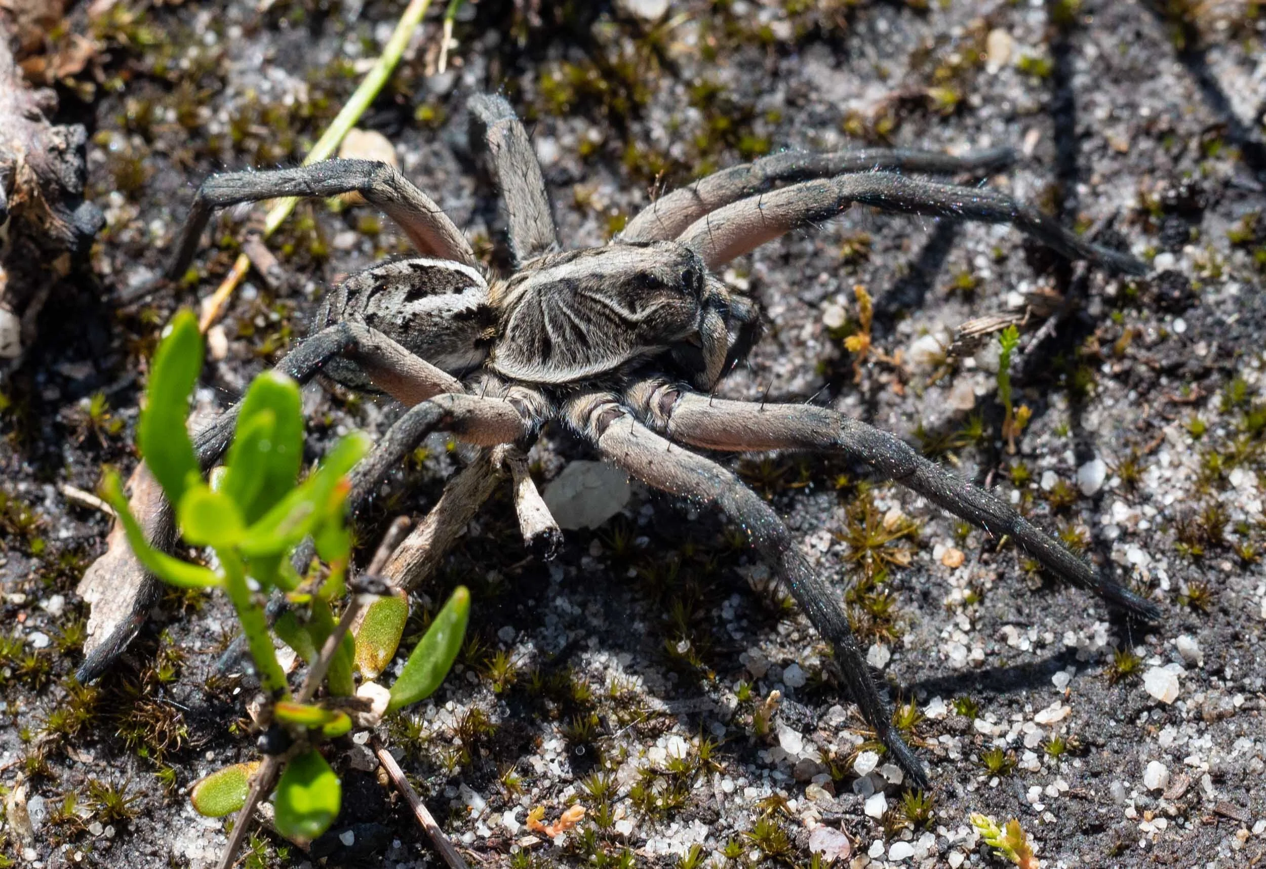 Wolf spider