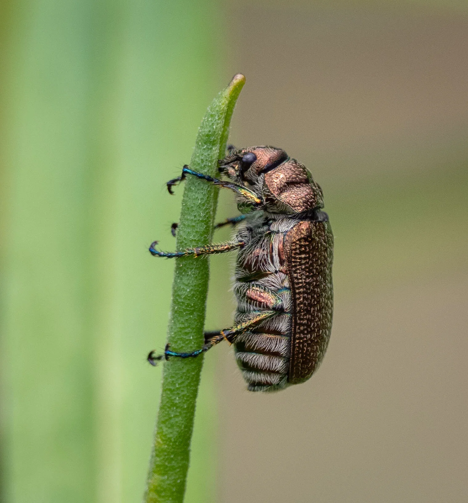 Chafer beetle