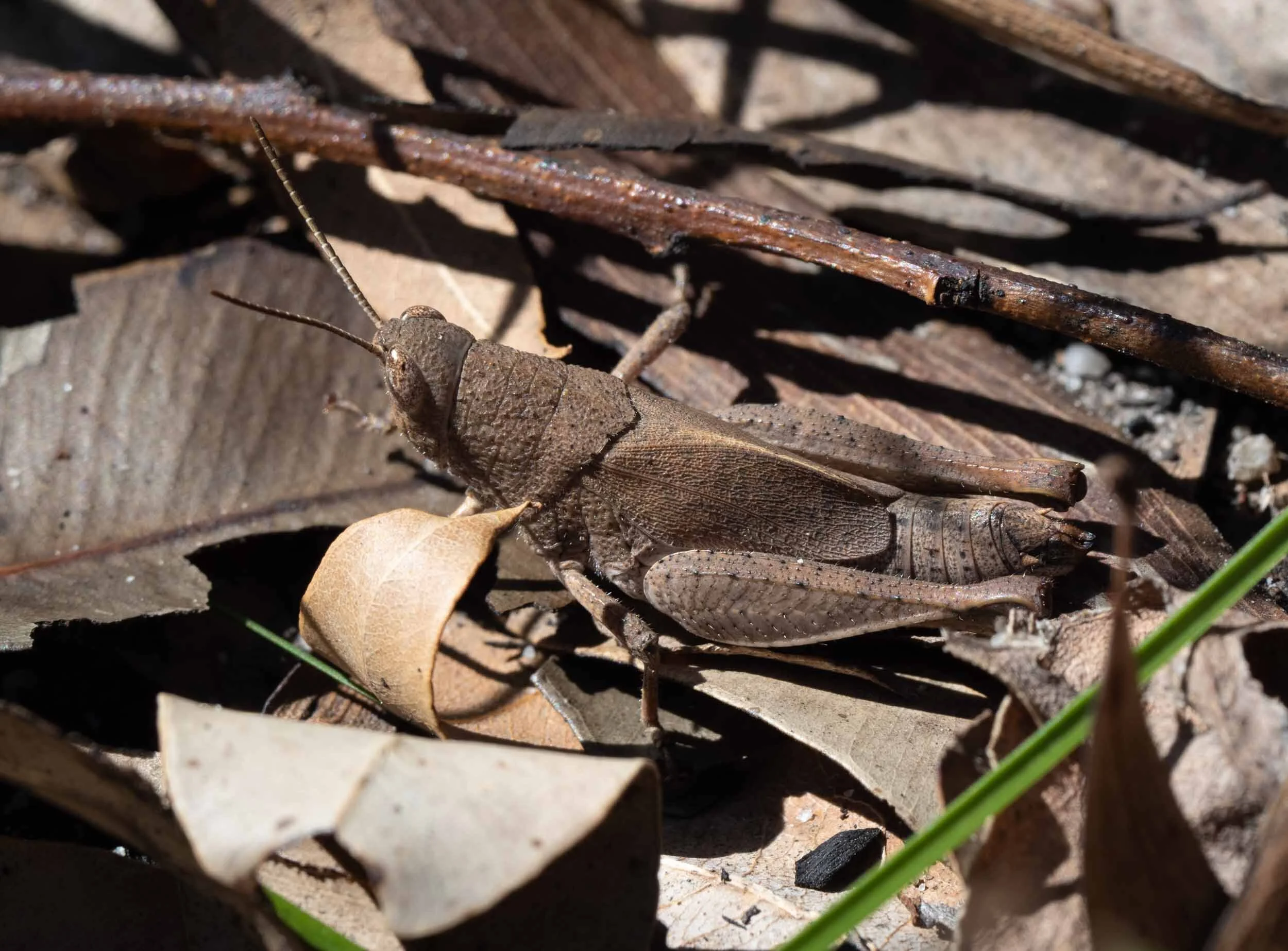 Gumleaf Grasshopper