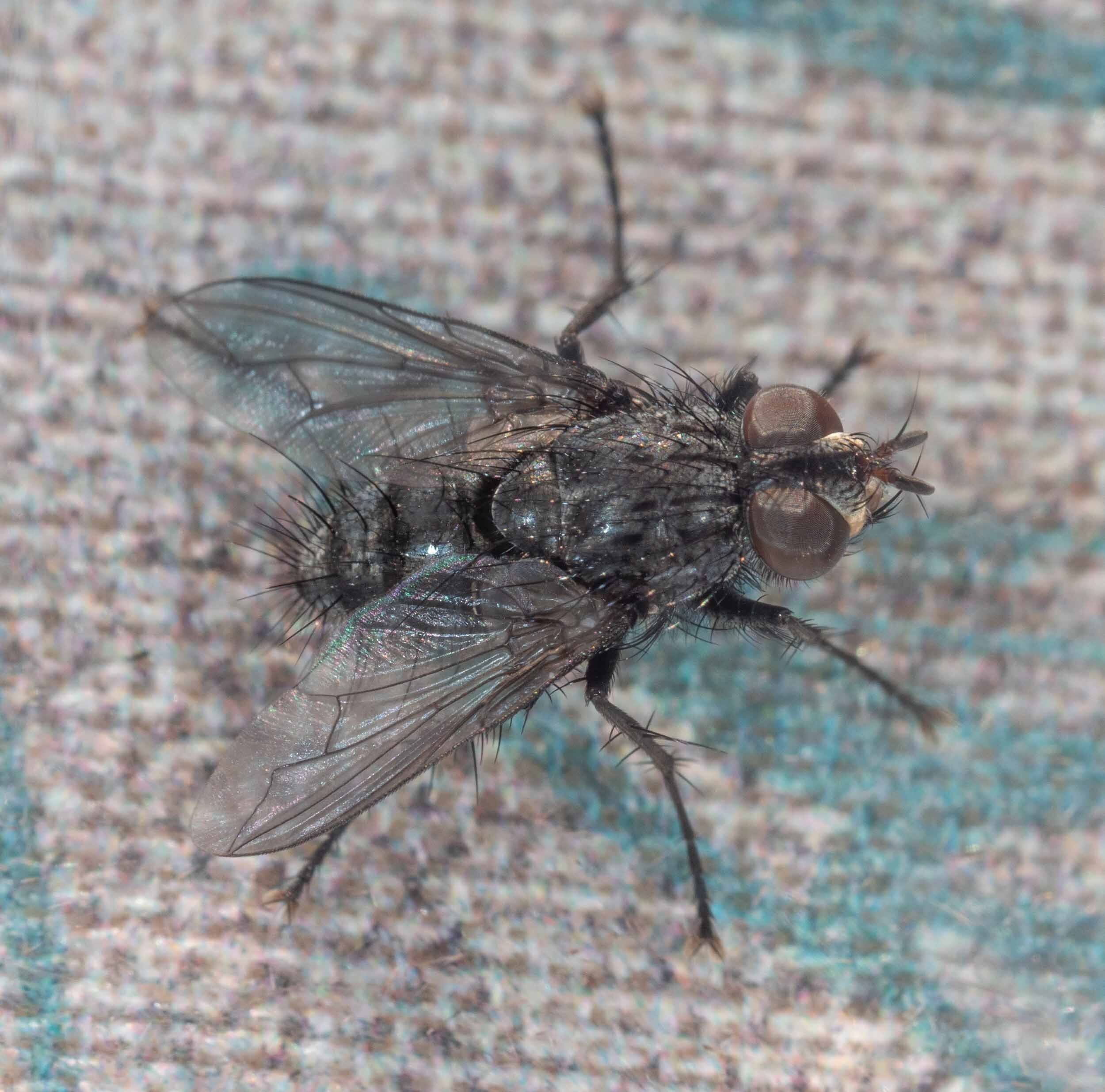Tachinid flies in anthelid caterpillar (Oct 2020 - July 2021)