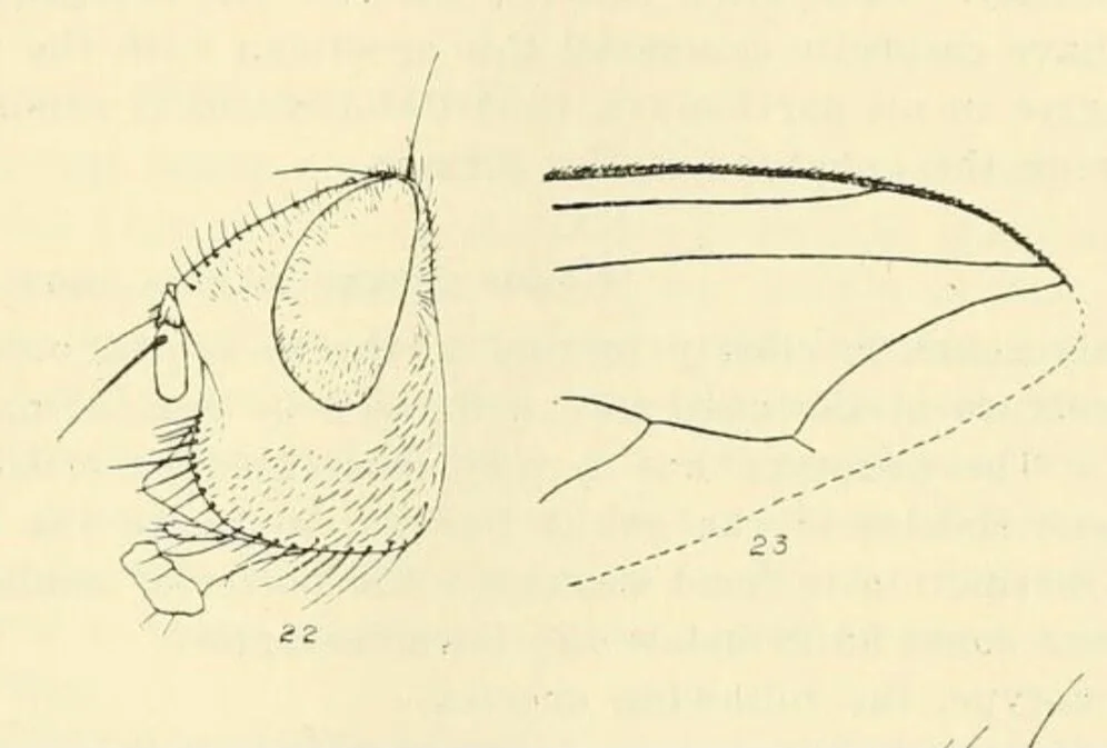 Figs. 22, 23 from Malloch (1929)