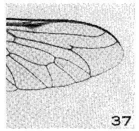 Fig. 13 (Fig. 37 Mackerras 1960)