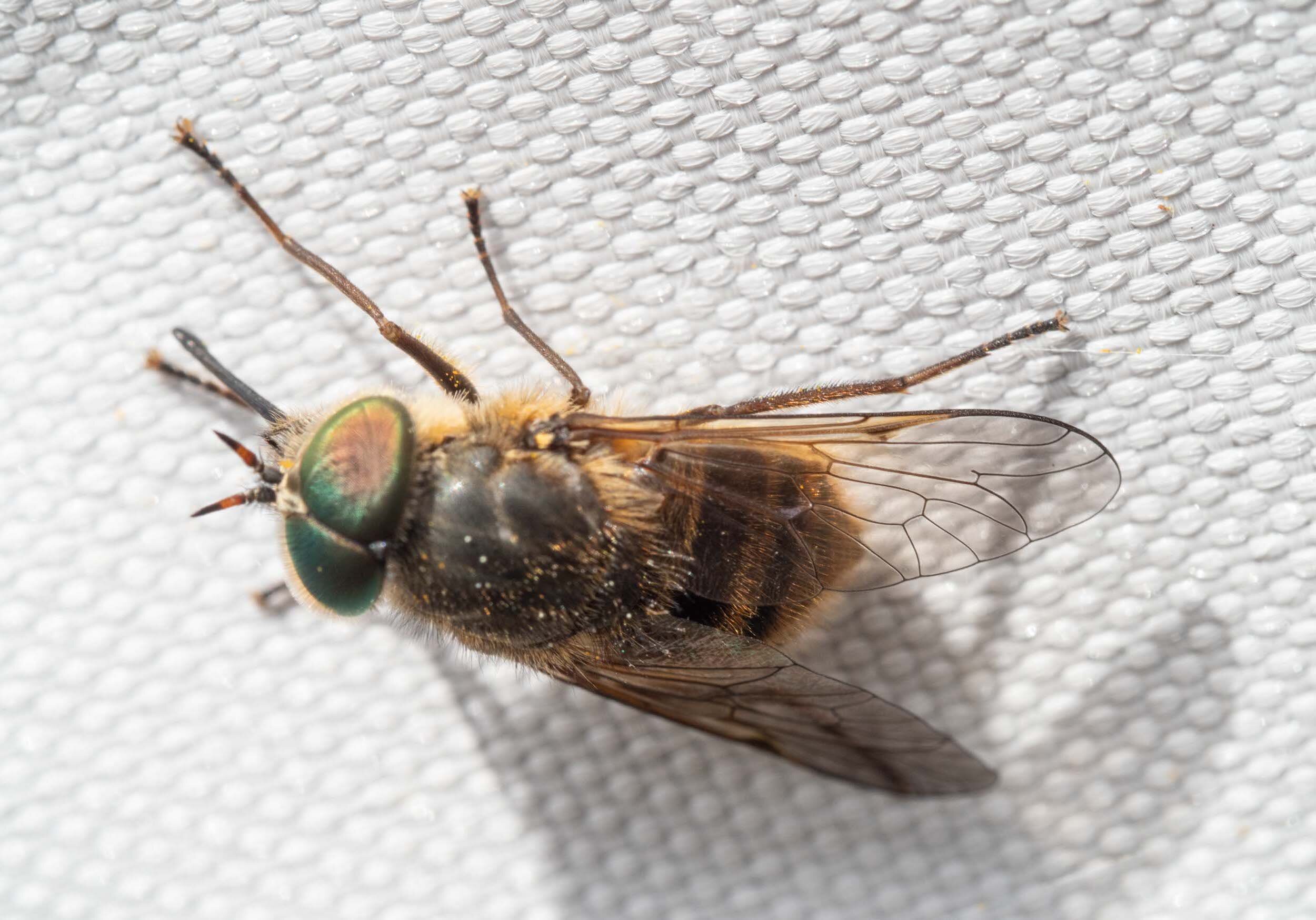 Fig. 14 male fly 29/9/21