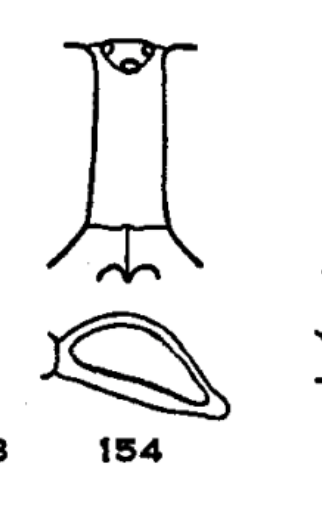 Fig. 16 frons, palp figs (Fig. 154 Mackerras 1960)