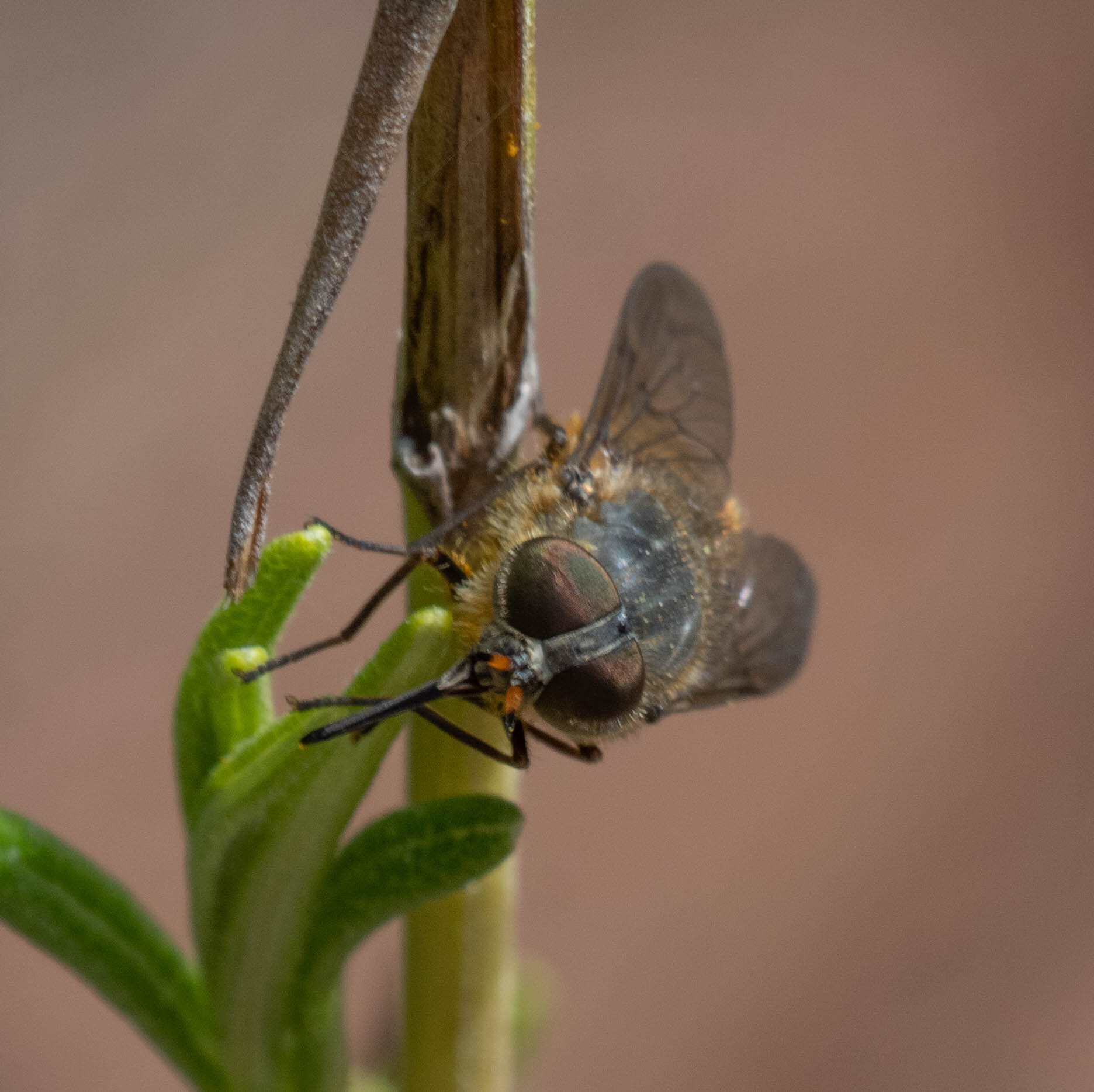 Fig. 15 female fly on rosemary bush 30/9/21