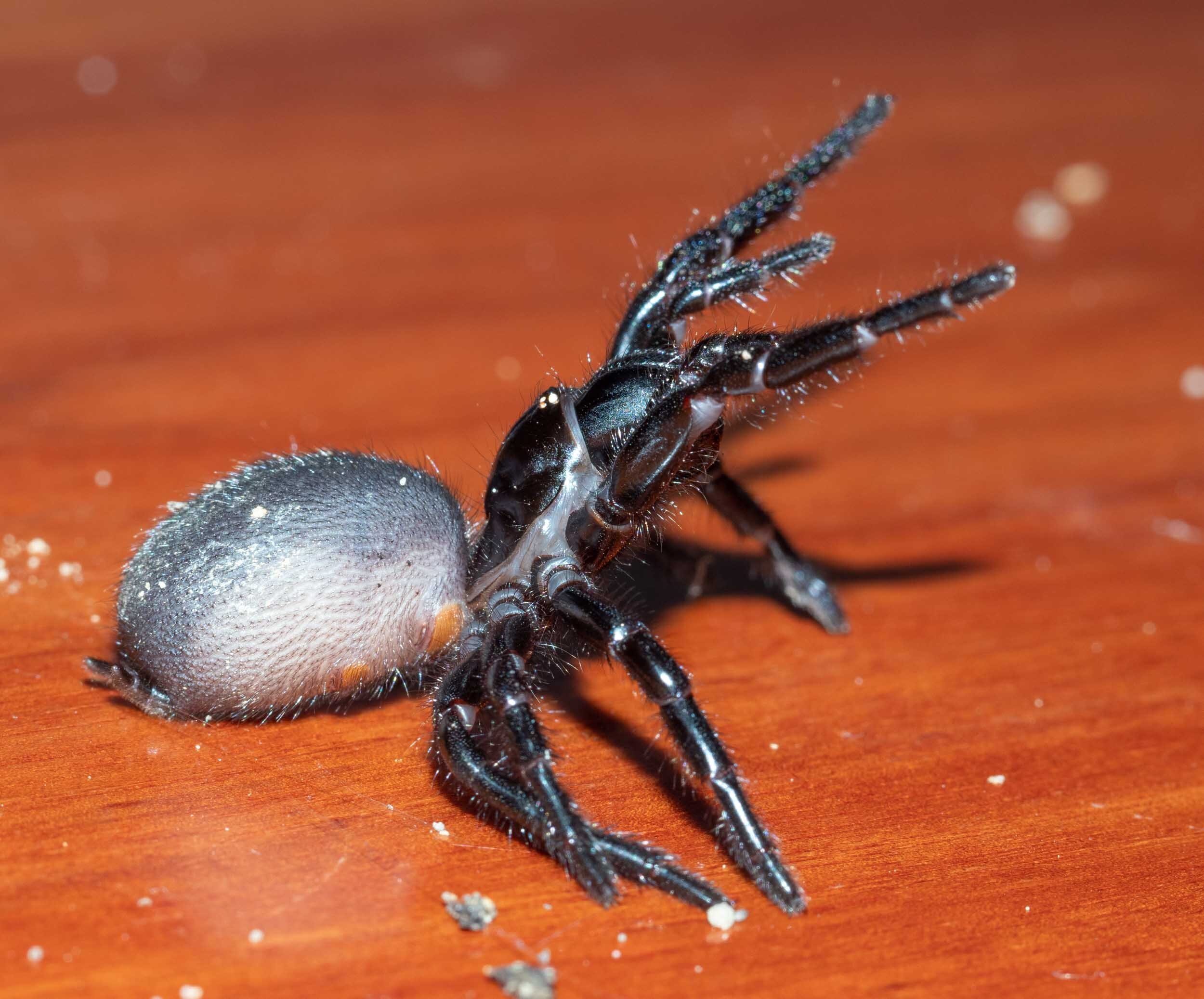 Sydney Funnel-web Spider - The Australian Museum