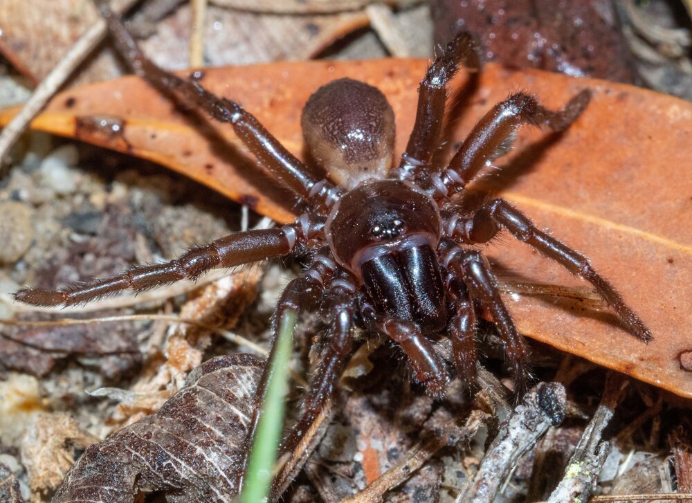 Why spiders don't stick to their webs - Australian Geographic