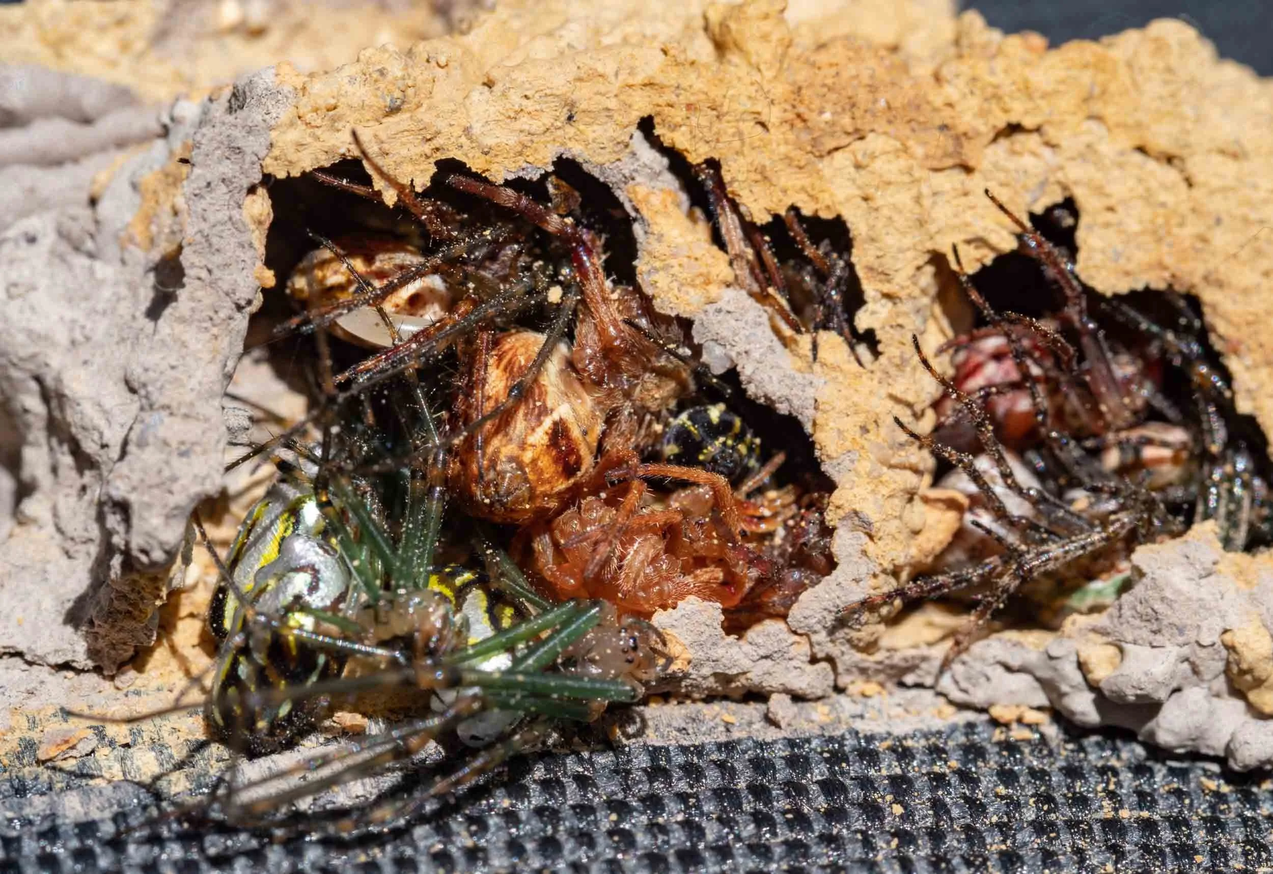 Spiders Inside Wasp Nest Spiders Inside Wasp Nest