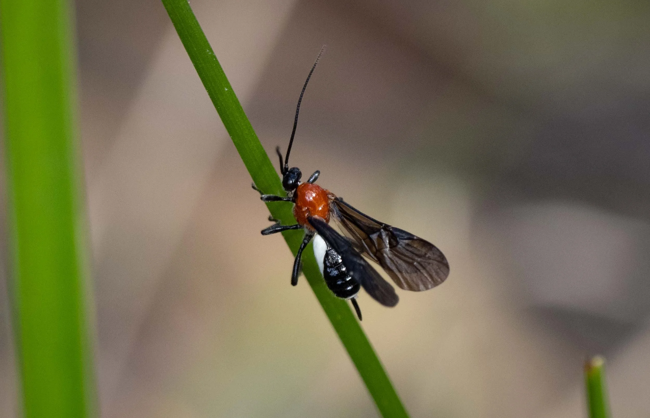 We usually see braconid wasps flying around looking for a caterpillar or other insect larva to parasitise. They inject eggs into the host using an ovipositor, which is seen projecting from the end of the abdomen.