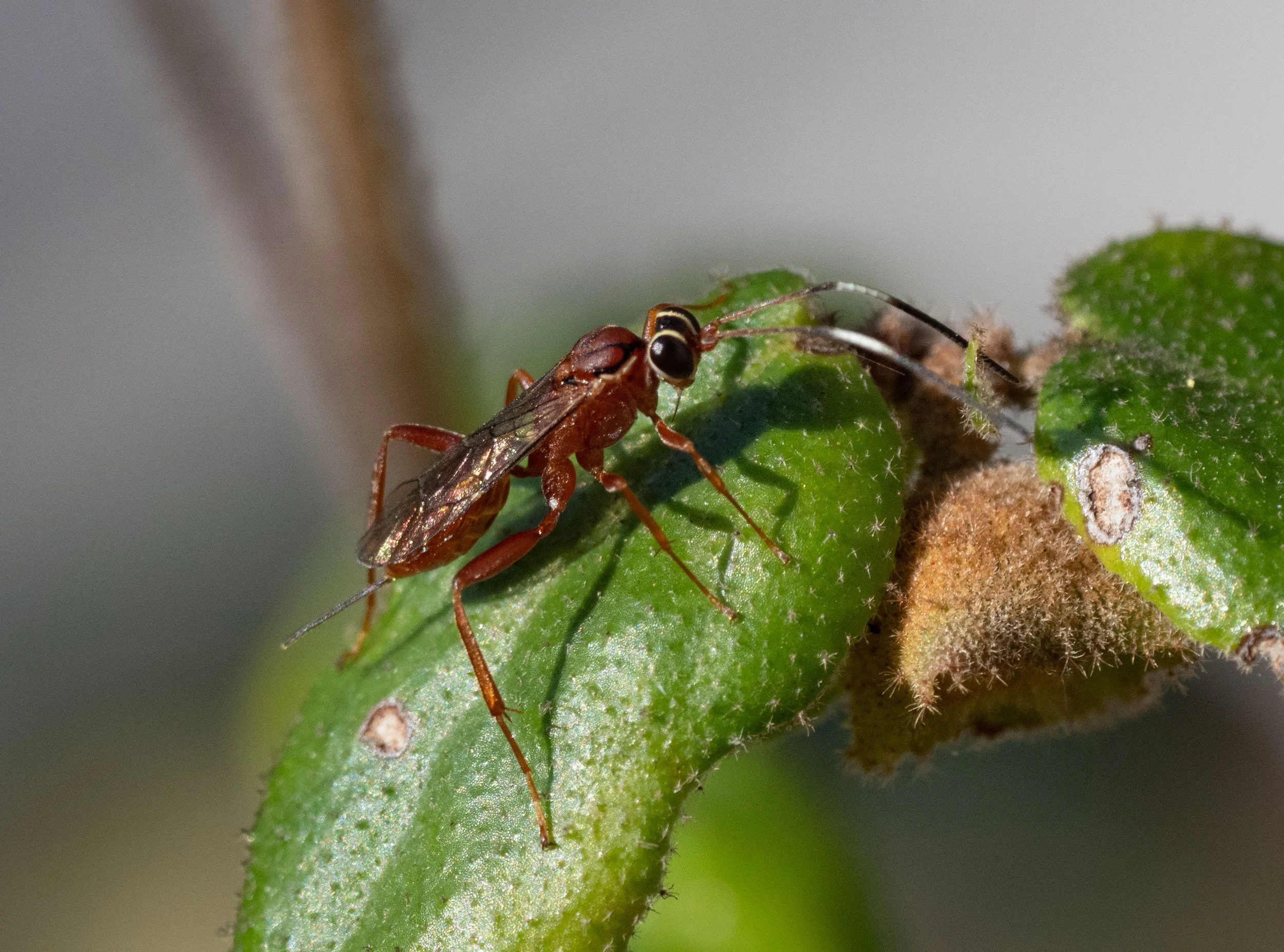  A wasp from a different family - Ichneumonidae 