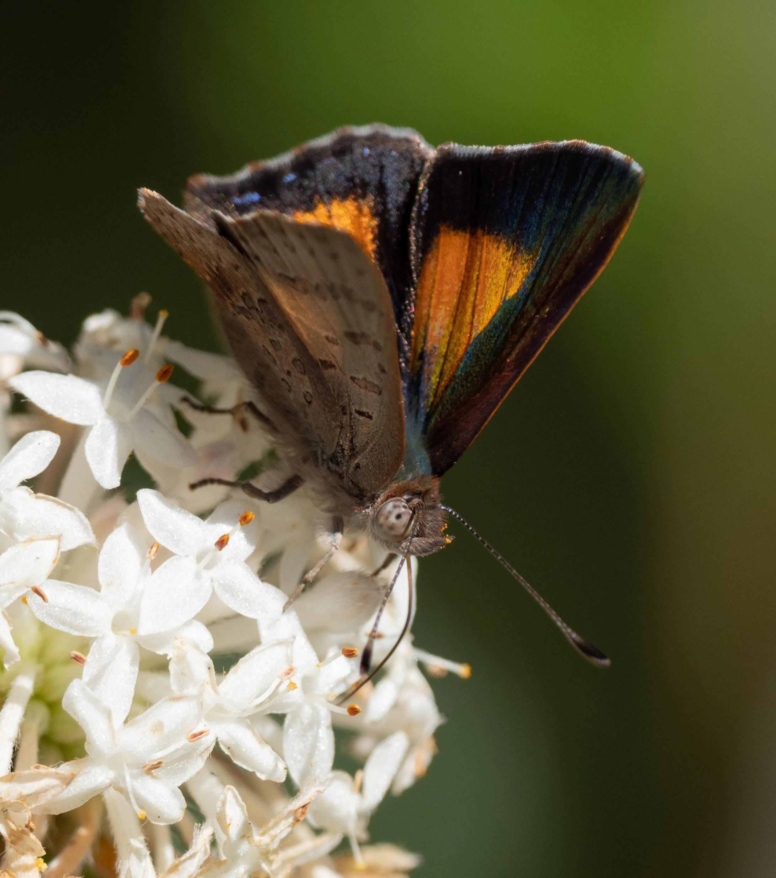  Our first butterfly for the Spring! Sighted just 2 days ago, this Bright Copper ( Paralucia aurifer ) is another fan of  Pimelea  flowers. 