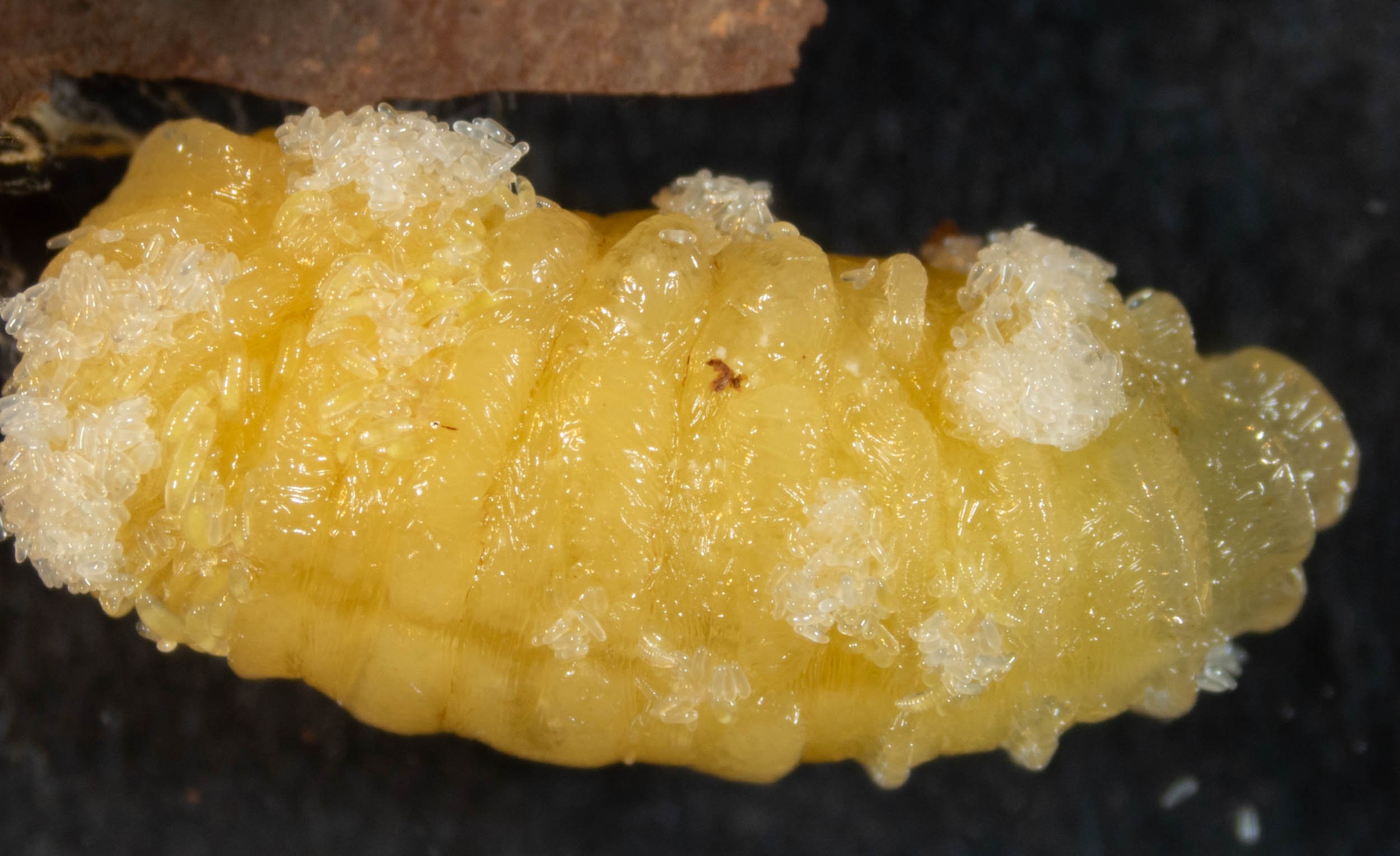clumps of eggs and tiny larvae