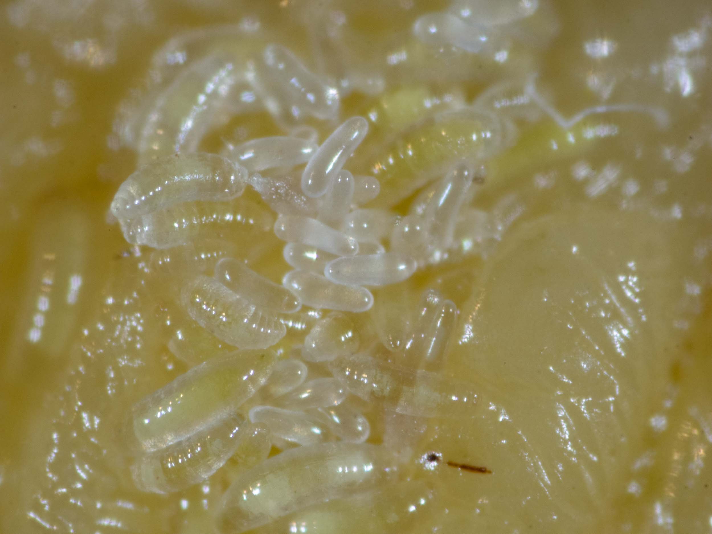 feeding larvae