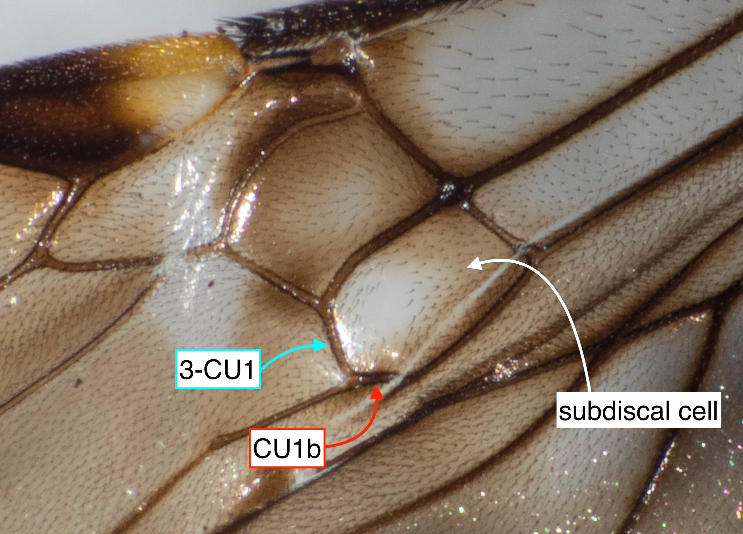 32: FOREWING (right wing, viewed ventrally)