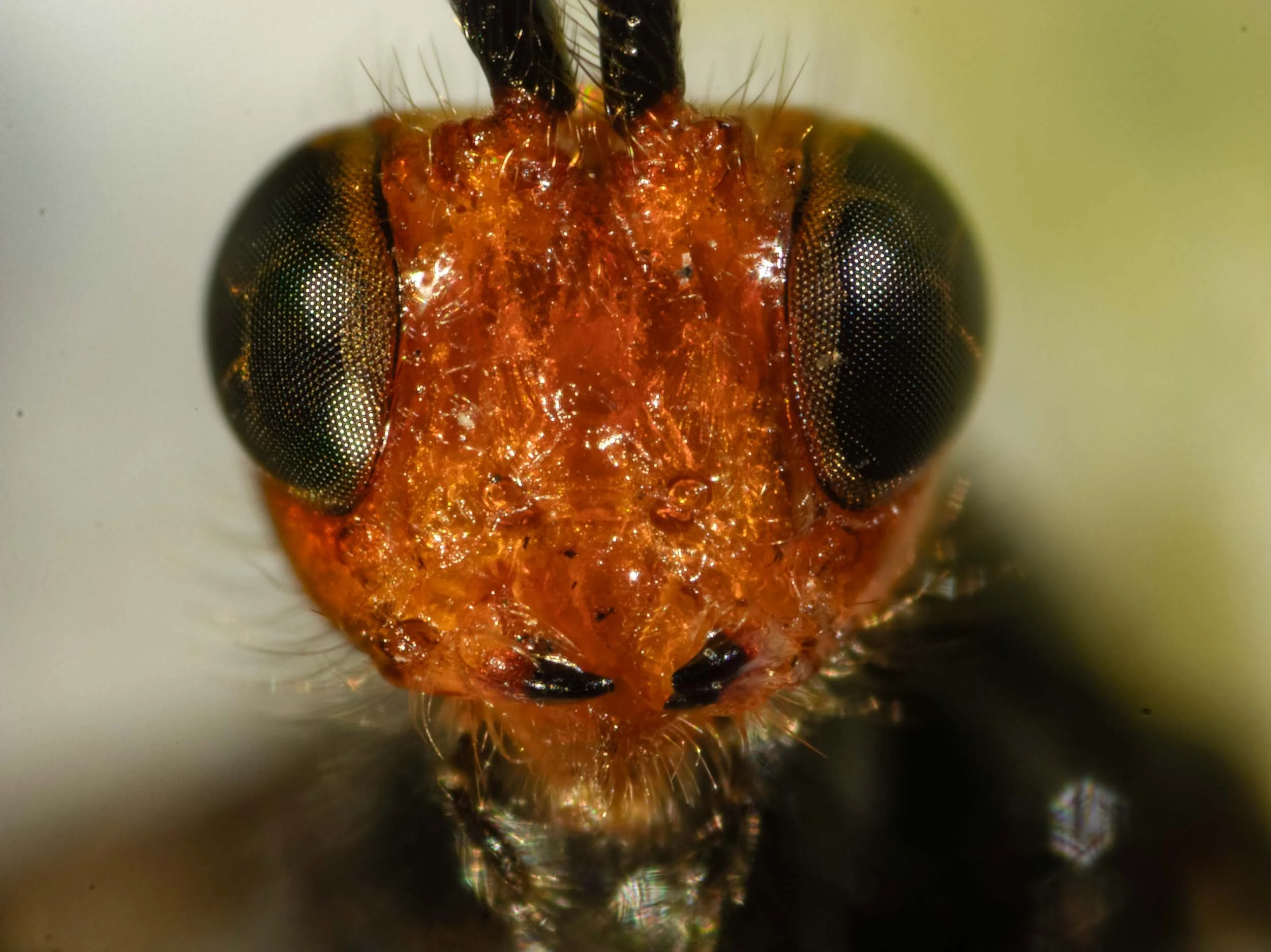 HEAD COLOUR (viewed anteriorly)