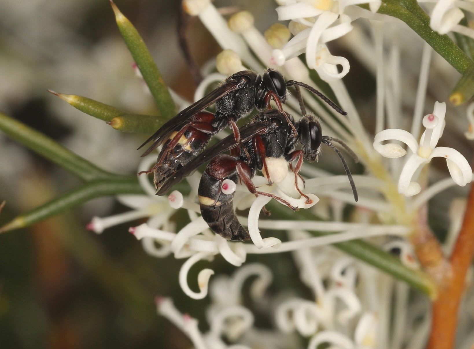 Austrogorytes vs Argogorytes (BEMBICINI)