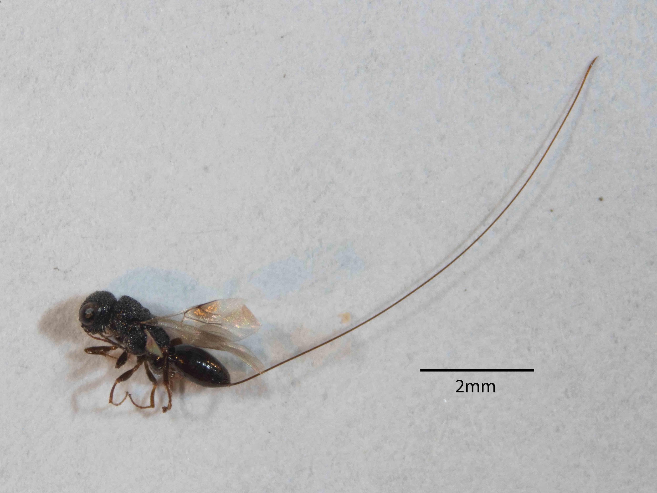 ovipositor length