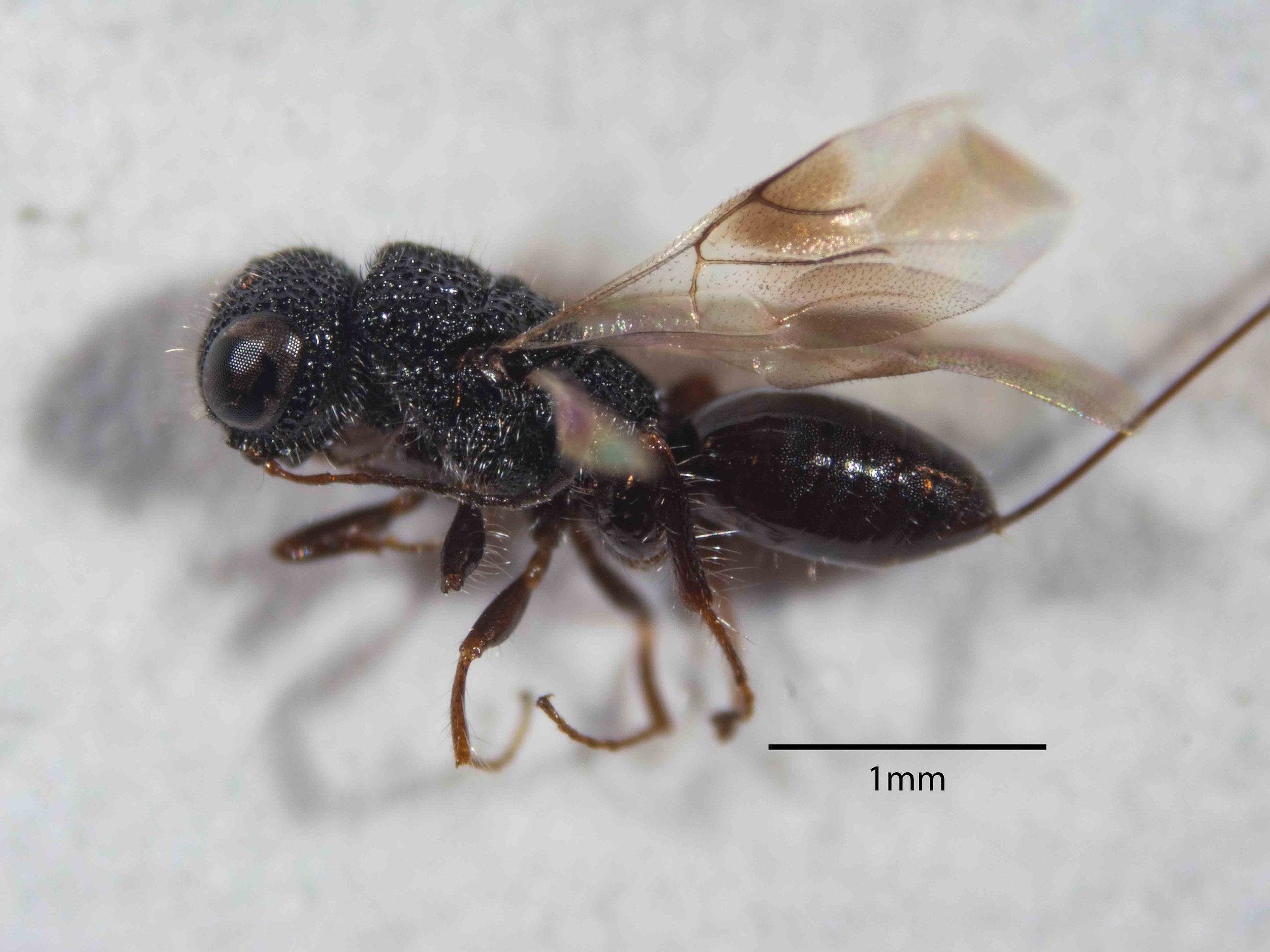 very small body length