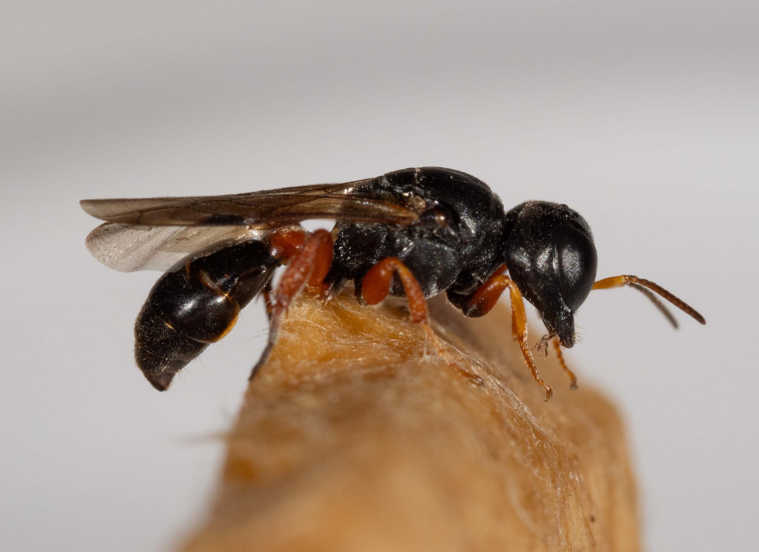 Pseudoturneria (CRABRONINAE: Crabronini)