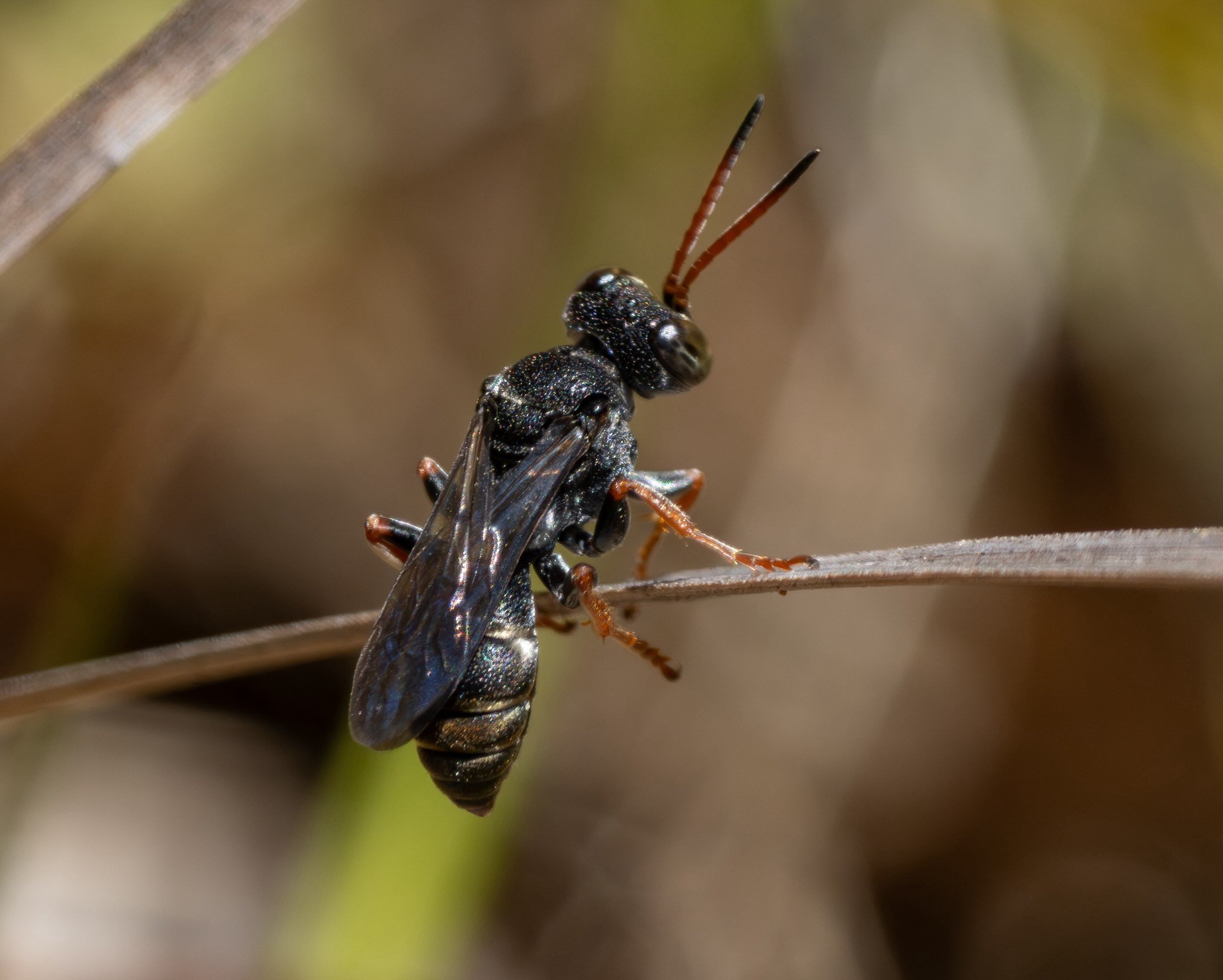 Sphodrotes (CRABRONINAE: Miscophini)