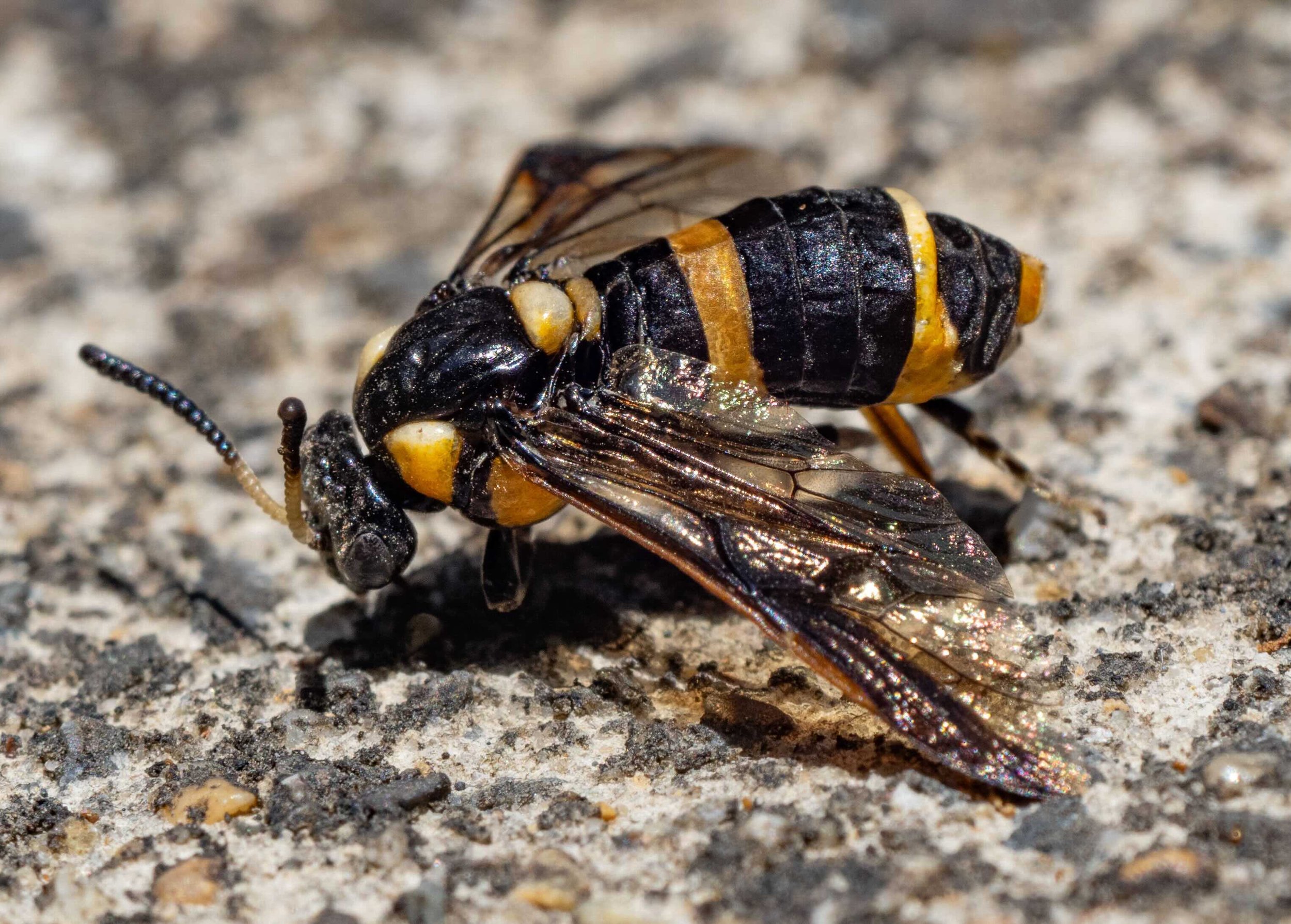 Pterygophorus cinctus (PTERYGOPHORINAE) PW036