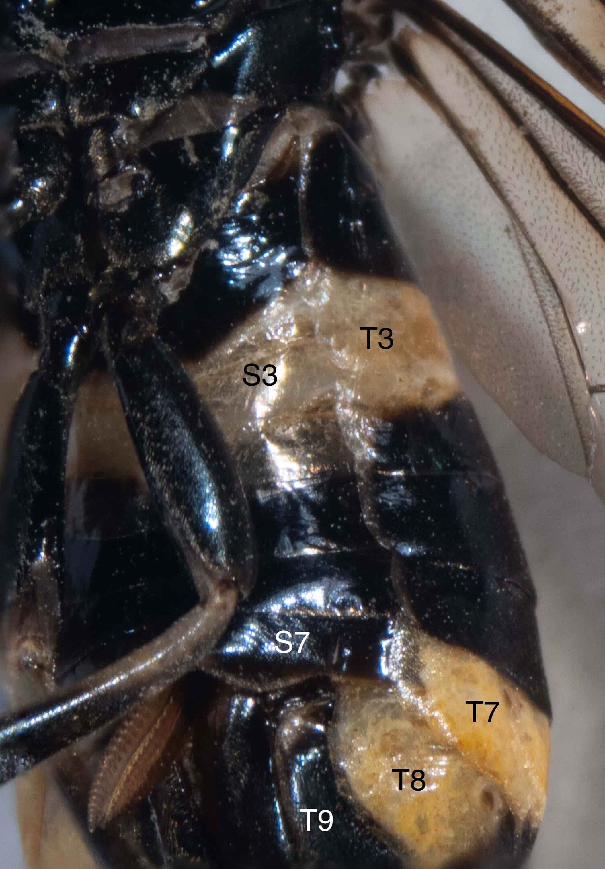 Abdomen with two yellow bands