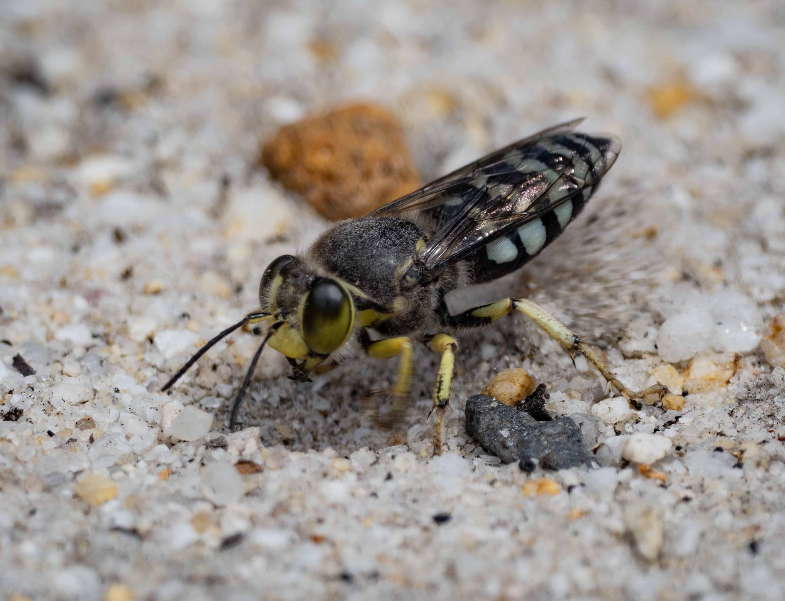 Bembix (BEMBICINAE: Bembicini)