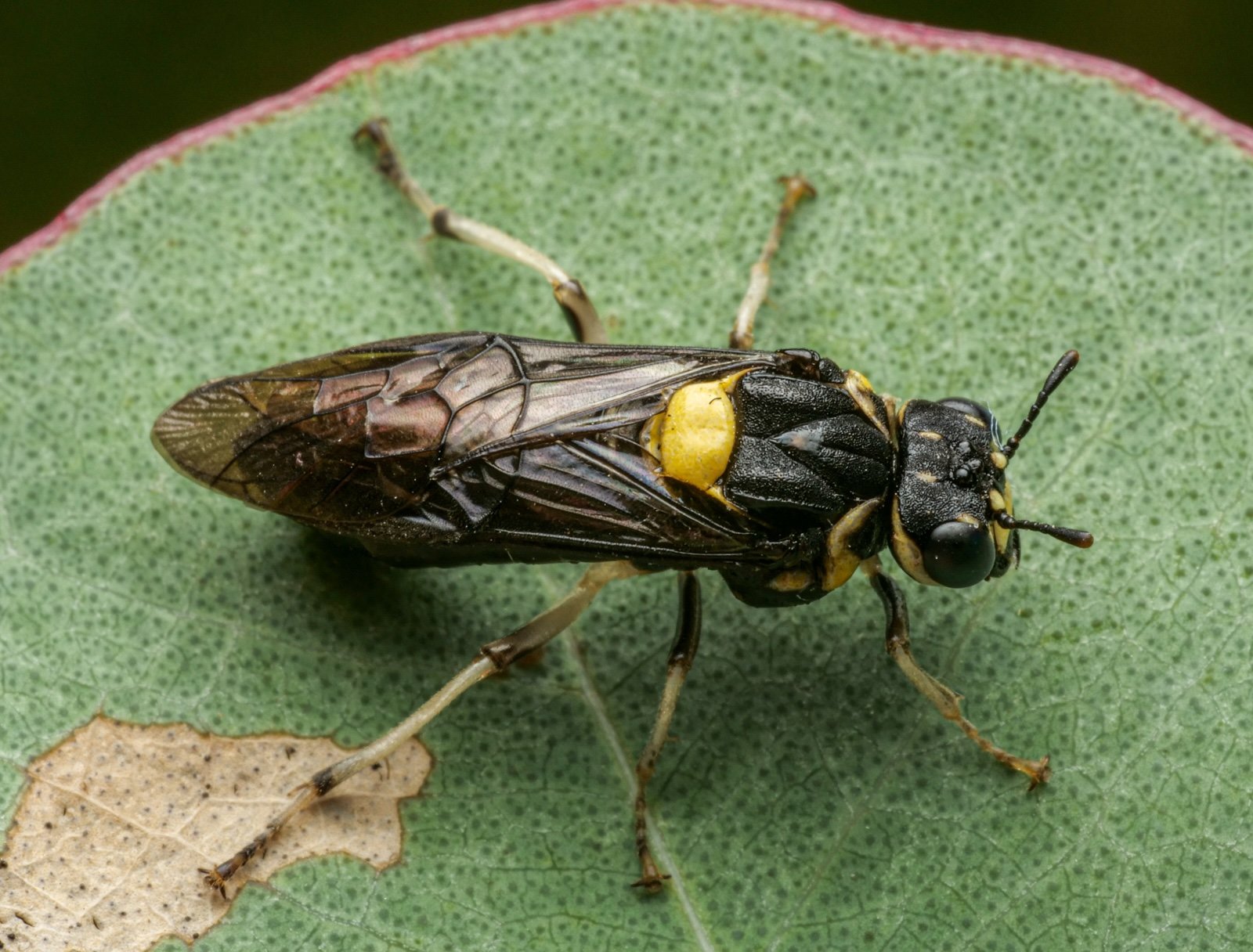 Pergagrapta bicolor - female