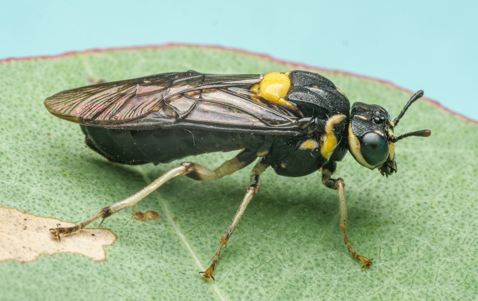Pergagrapta bicolor - female