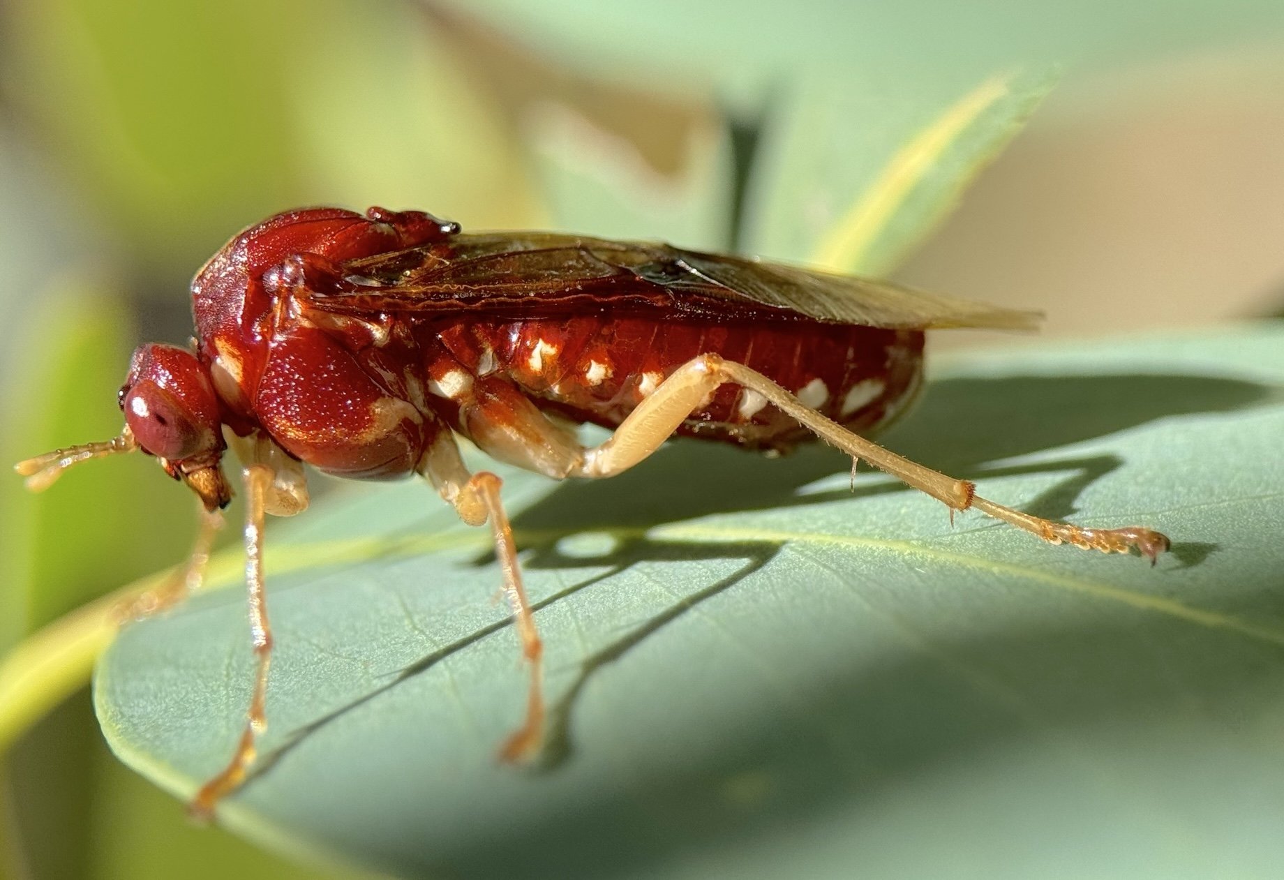 Pergagrapta castanea - female