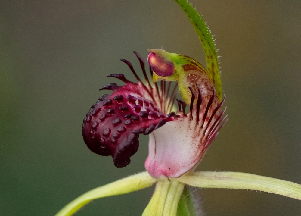 Caladenia paludosa (Swamp Spider Orchid)