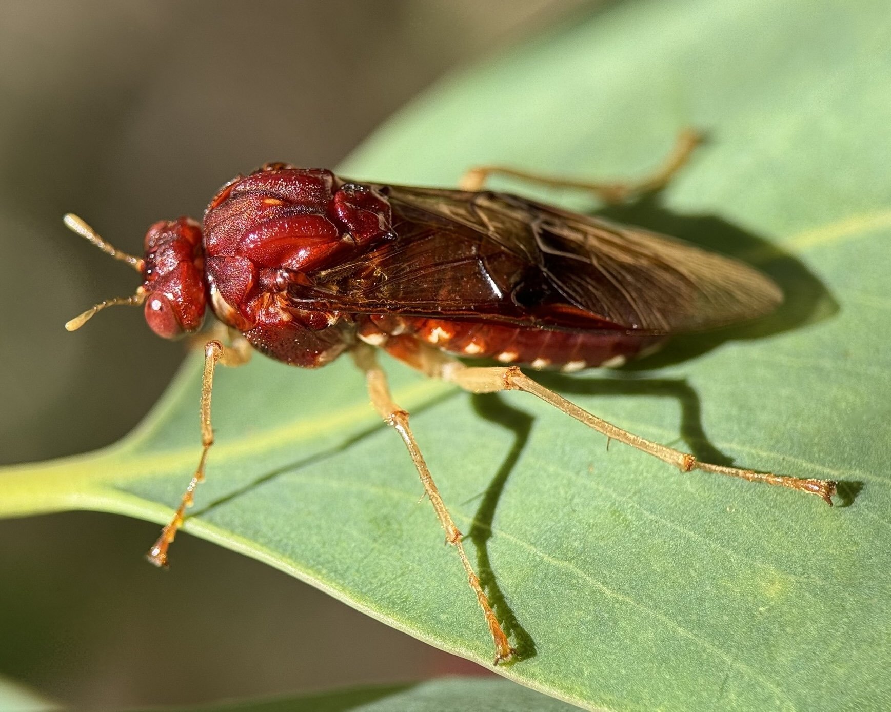 Pergagrapta castanea - female
