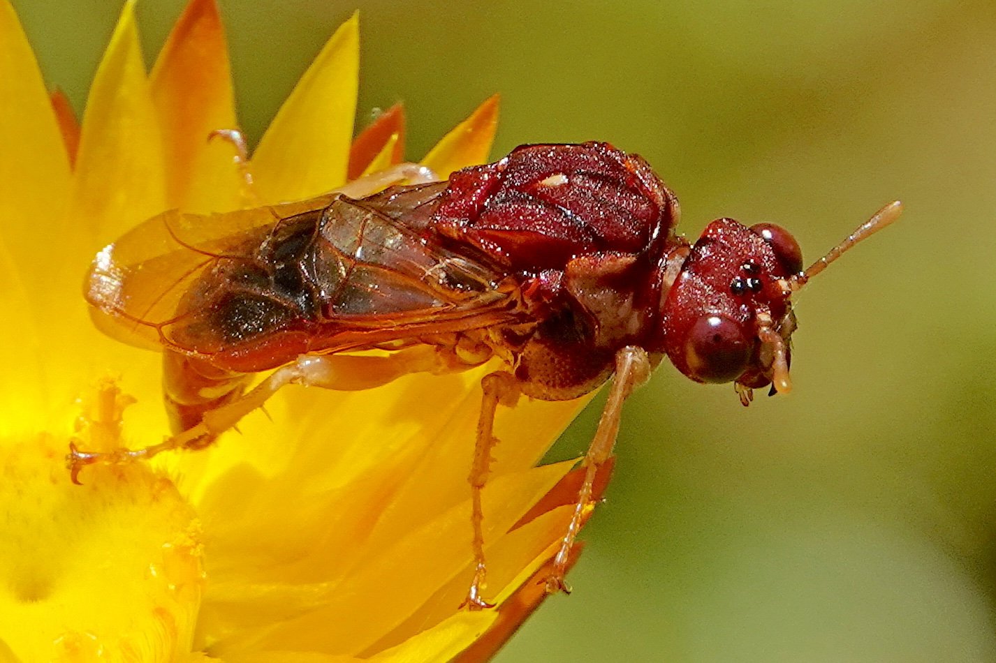 Pergagrapta castanea - male