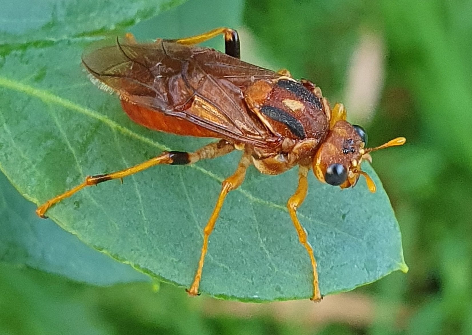 Pergagrapta glabra - female
