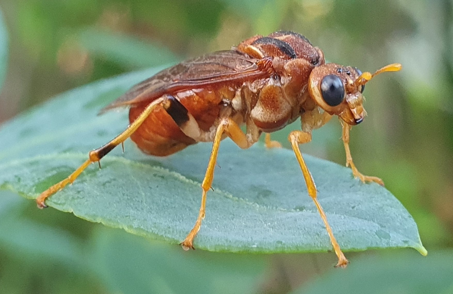 Pergagrapa glabra - female