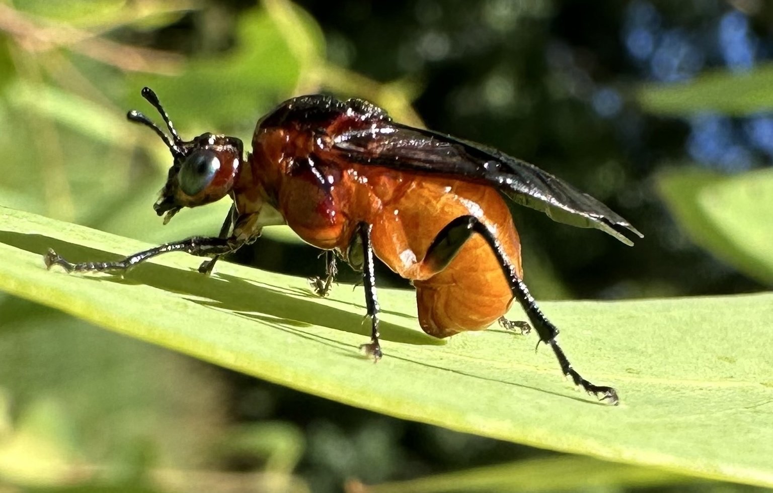 Pergagrapta glabra - female (dark form), ovipositing